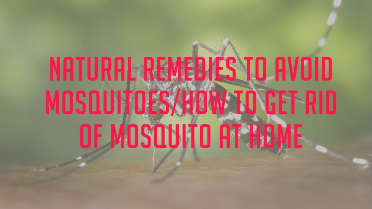 Natural Remedies to Avoid Mosquitoes/How to Get Rid of Mosquito at Home